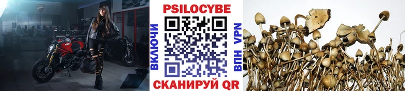 где купить наркотик  Кандалакша  сайты даркнета какой сайт  Псилоцибиновые грибы Magic Shrooms 